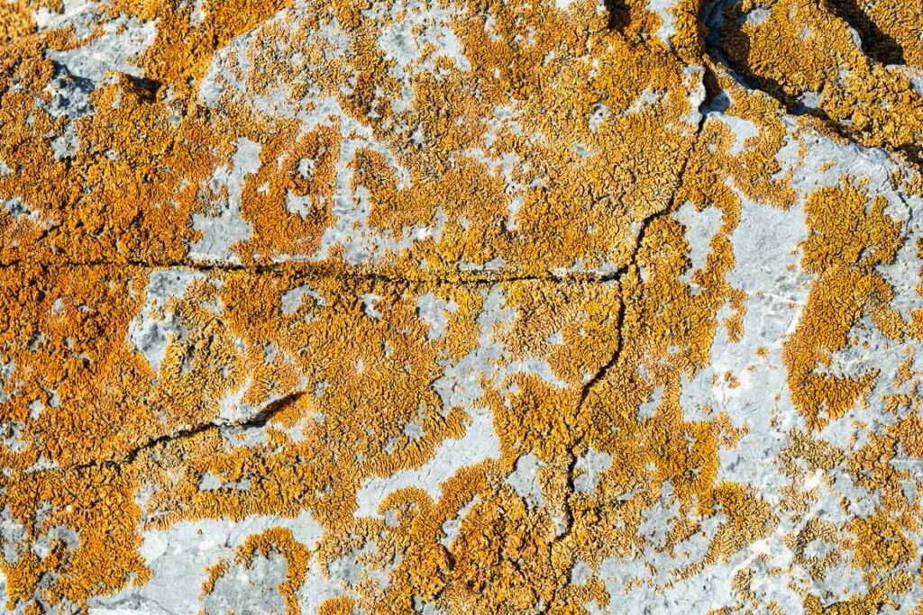 Photo d'un mur mal entretenu avec de la mousse